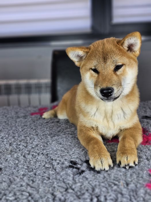 Shiba inu ZKWP FCI doskonały rodowód