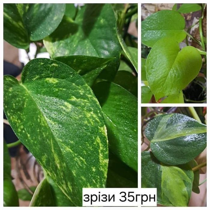 Кімнатні рослини зрізом