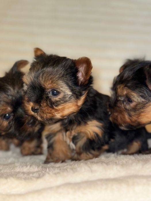 Szczeniak mini yorczek z mikrochipem!!!