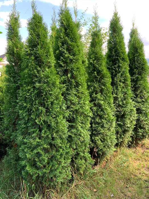 Thuja szmaragd 180-200cm 2 metry