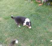 Szczeniak szkocki collie
