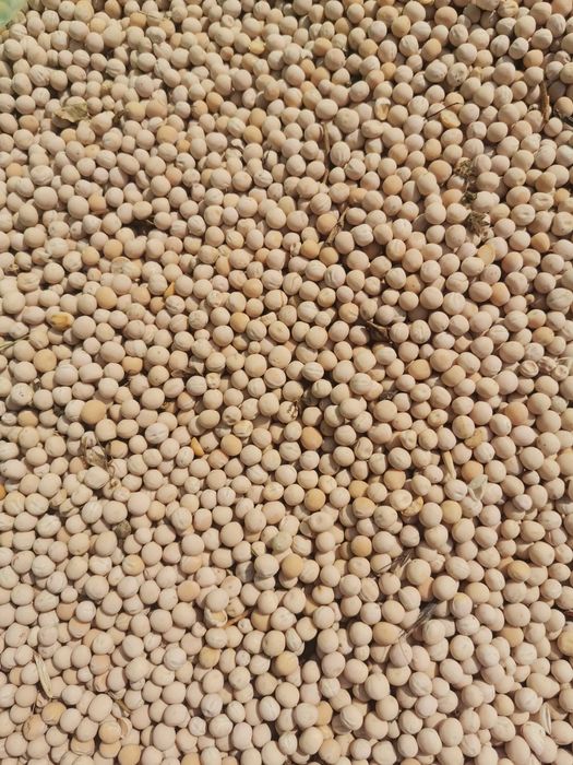 Горох жовтий Саламанка 3 репродукція