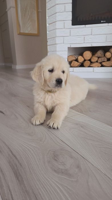 Golden Retriever piesek