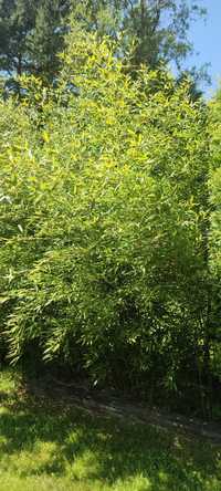 Bambus drzewiasty mrozoodporny, zimozielony