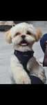 Piesek shih tzu 10 miesięcy