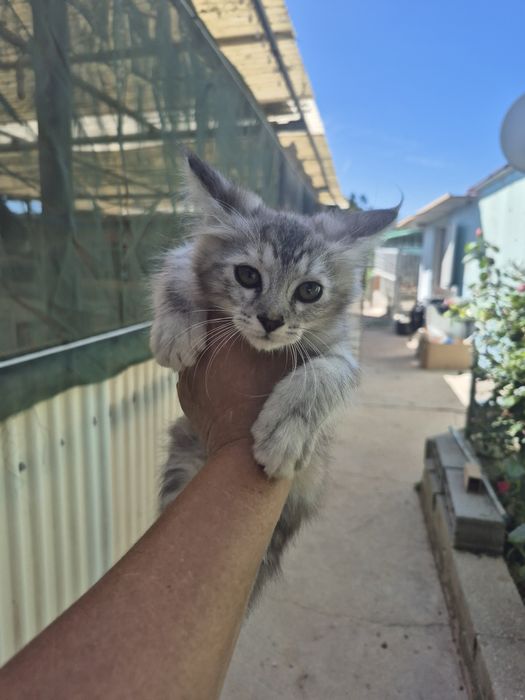 Maine Coon  mistura