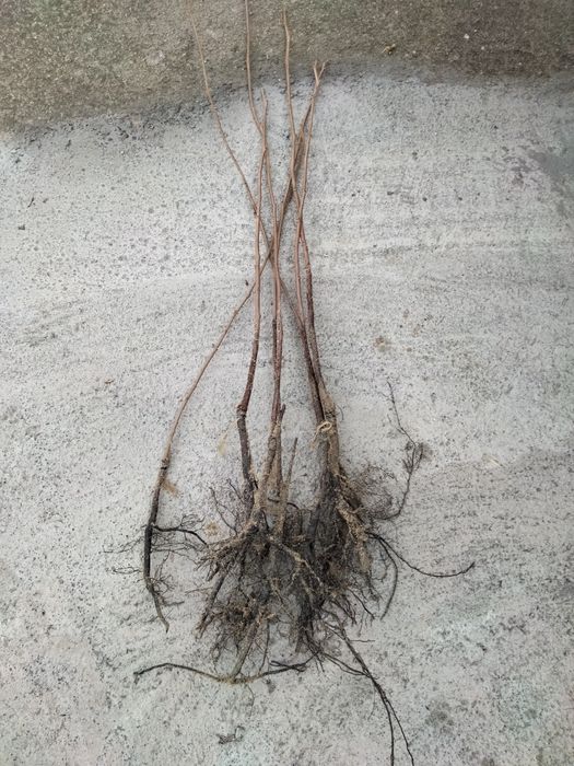 Хурма Саженцы продам,гранат.киви,хурма,инжир, фисташка, плодовые Саже