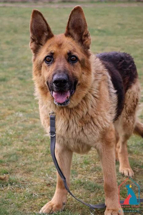 Piękna sunia owczarka niem. - spokojna, łagodna, delikatna - adoptuj