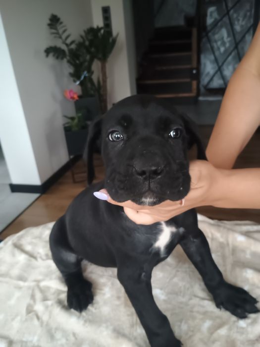 Cane Corso suczka gotowa do odbioru