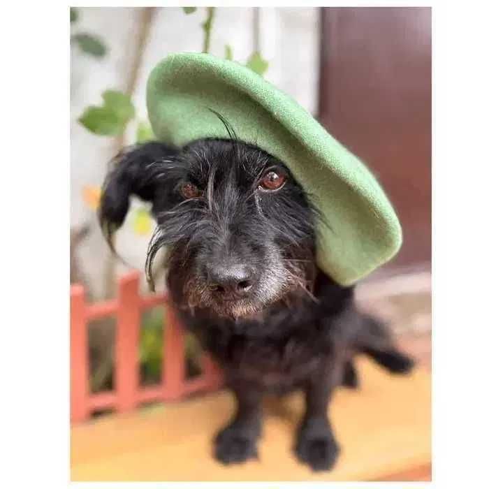 Ищет дом! Спокойная небольшая собака