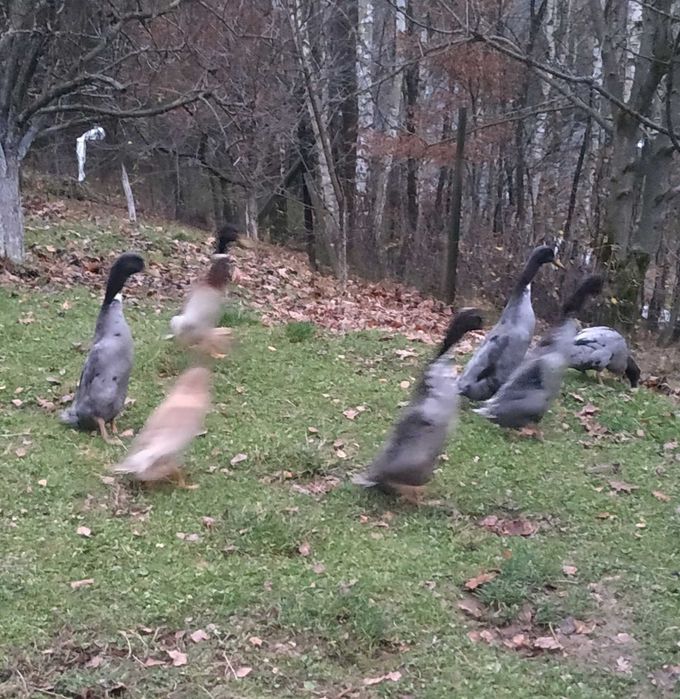 Kaczki biegusy indyjskie