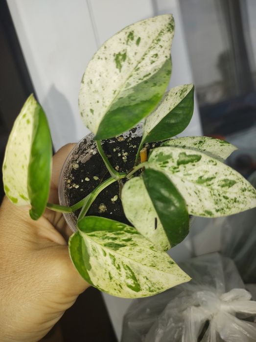 Монстера карстеніанум альба піннатум марбл