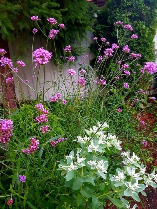 Вербена бонарская