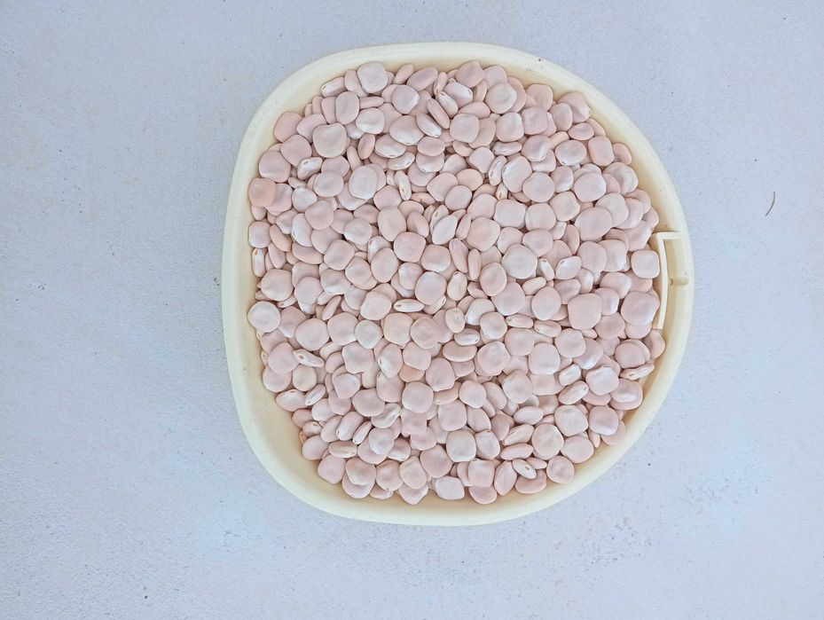 Tremoços secos colheita 2025