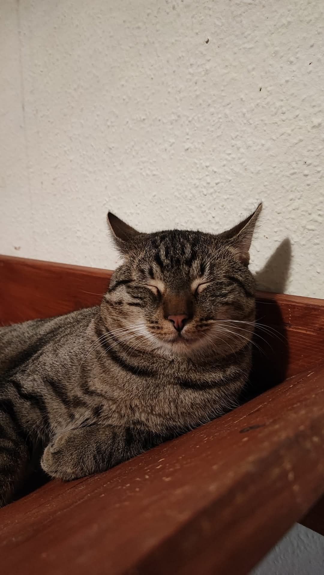 Bolero, puchaty kotek do adopcji / Adopcja kota