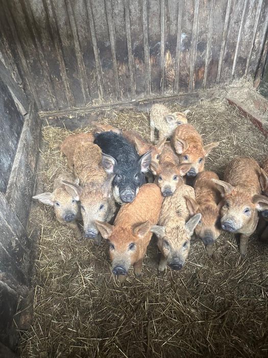 Продаж поросят пухової Венгерської мангалиці