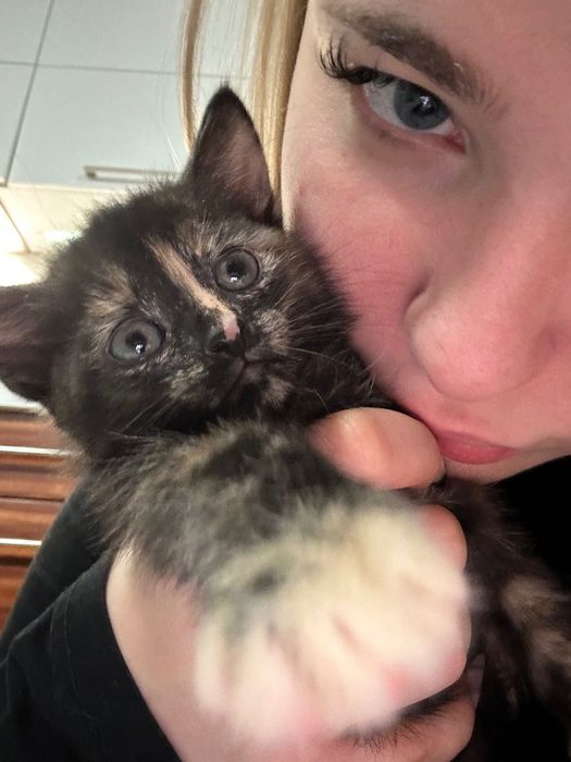 Małe kotki za darmo