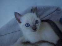 Lindo gatinho com olhos azuis permanentes
