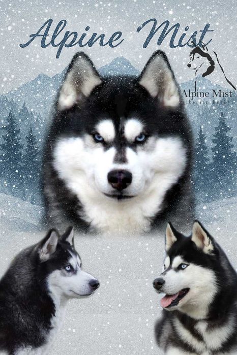 Szczenie piesek Siberian Husky,  samiec  odbiór grudzień  ZKwP/FCI