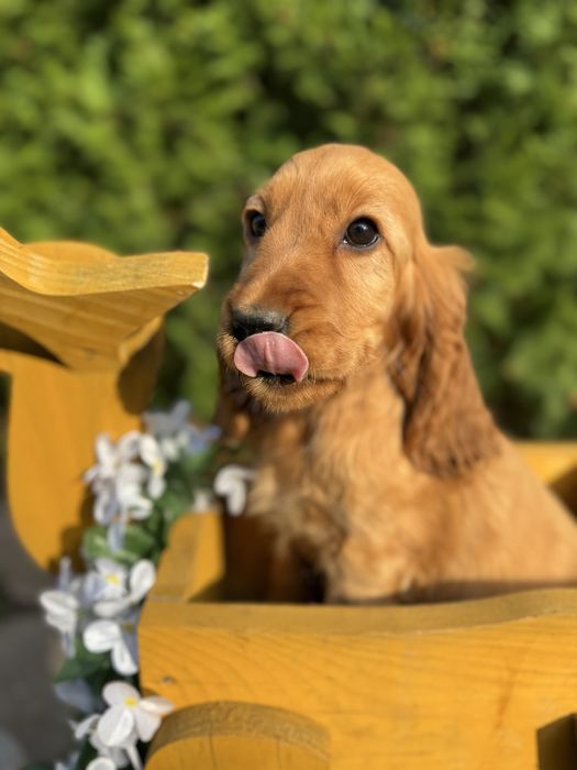 Wyjątkowa mocno złota sunia Cocker Spaniel Angielski z rodowodem