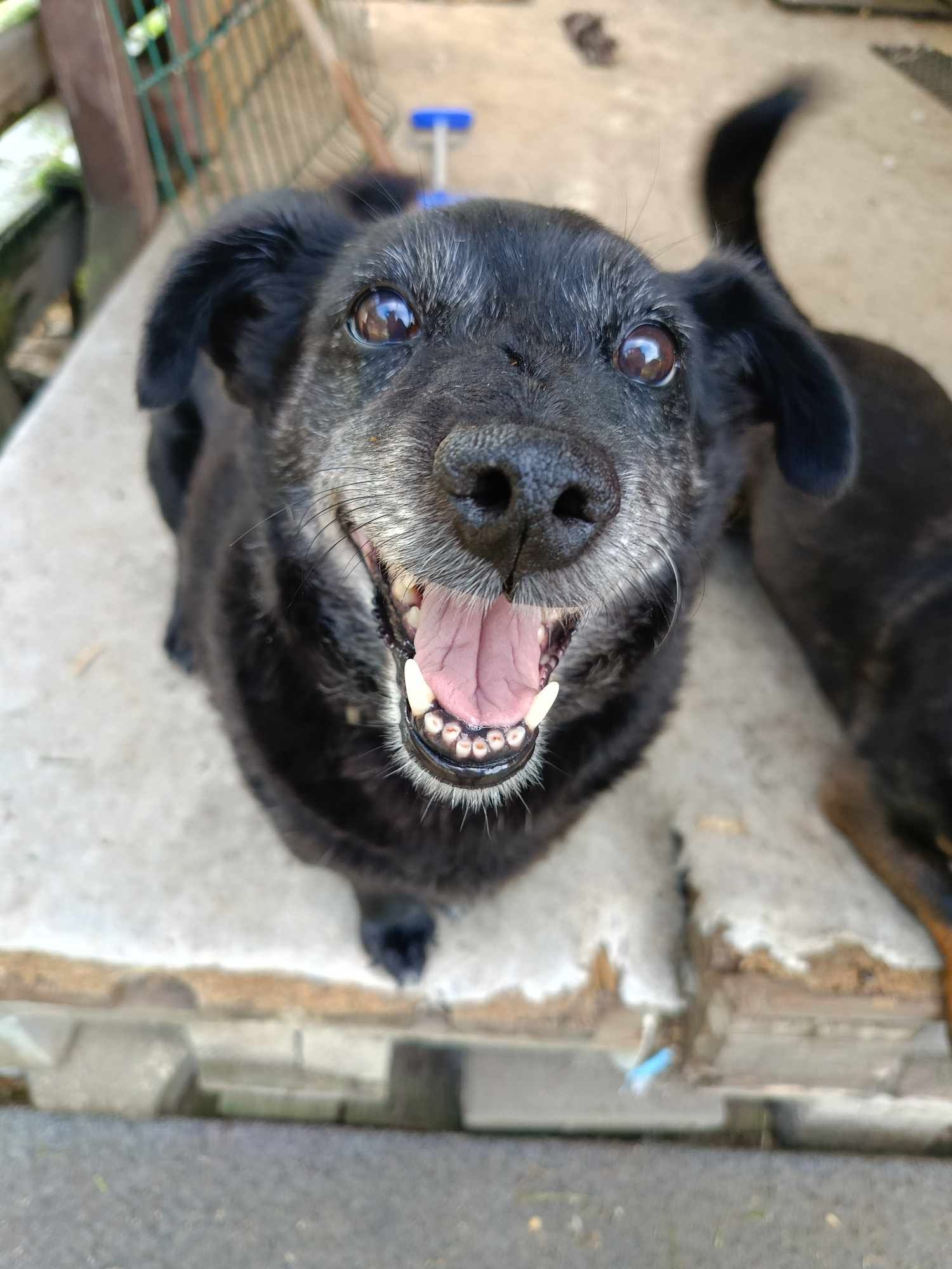 Mika do adopcji! Sandomierz!