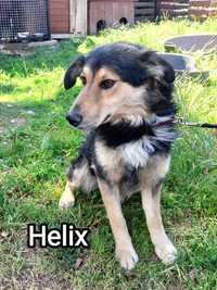 Helix szuka domu