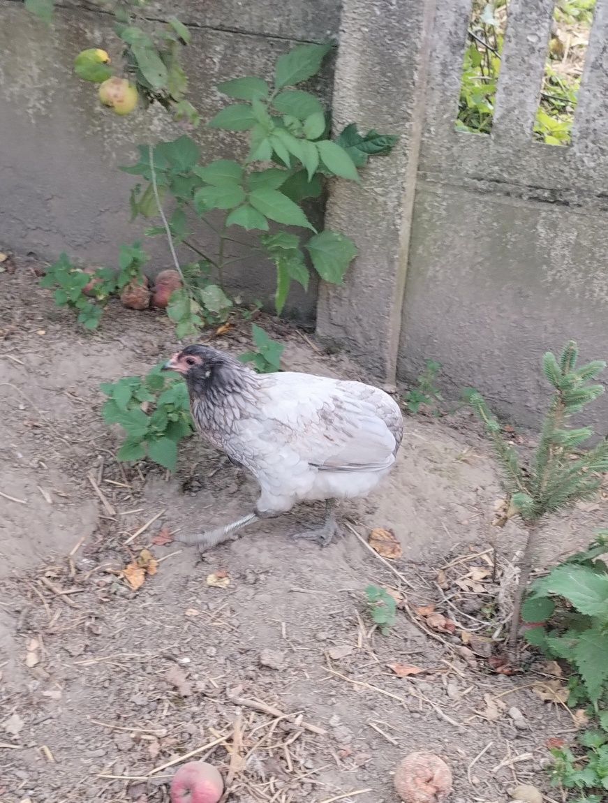 Same Kury araucany/araucana bezogoniaste