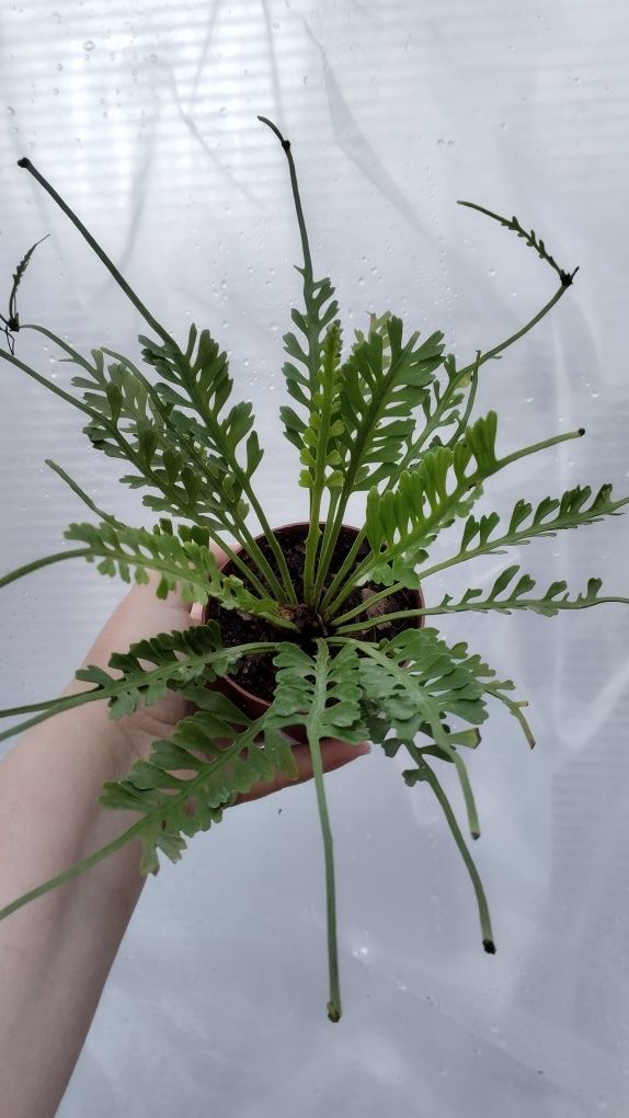 Папороть аспленіум Asplenium kenzoi