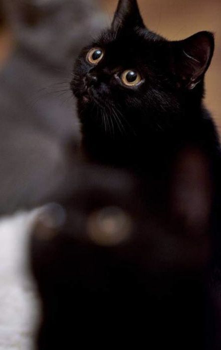 Piękny kotek Brytyjski