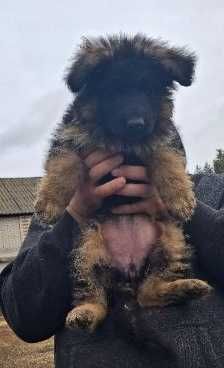 Owczarek niemiecki długowłosy suczka