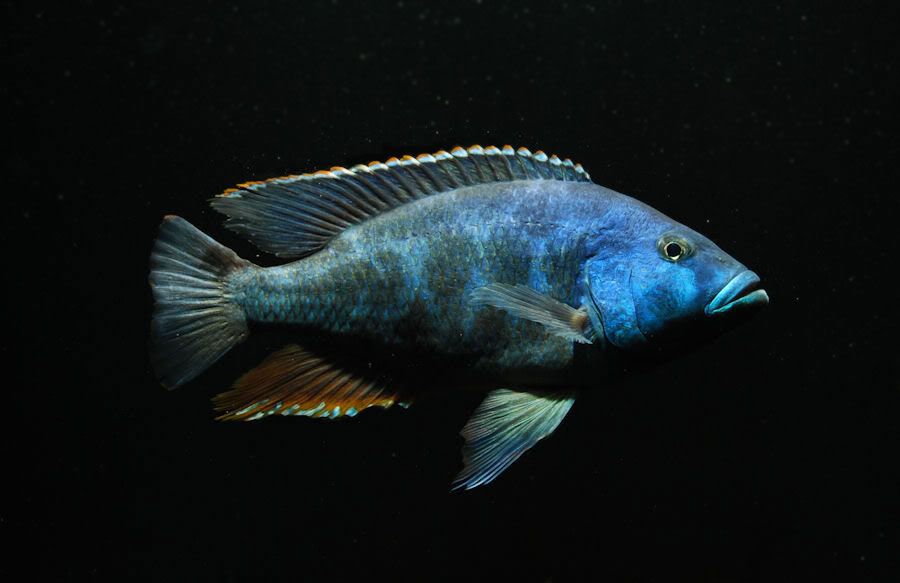 Pyszczak Nimbochromis Livingstoni Malawi Gdańsk