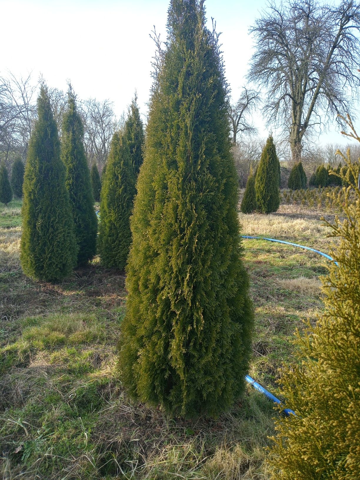 Thuja,tuja tuje smaragd szmaragd