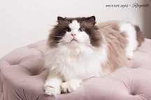 Reproduktor champion ragdoll