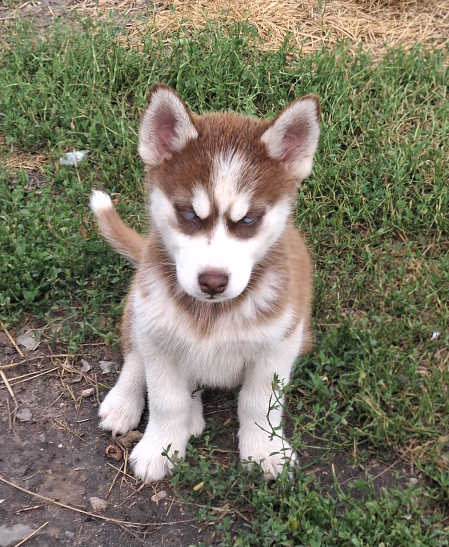 Syberian Husky szczenię