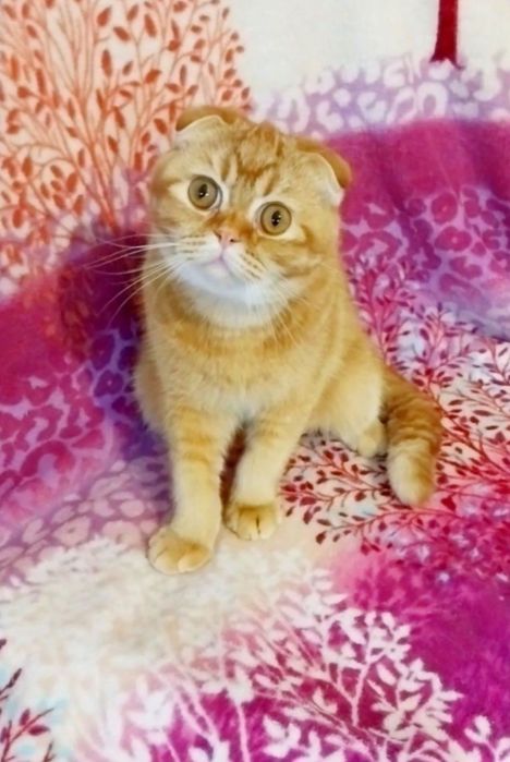 Шикарный шотландский малыш скоттиш-фолд