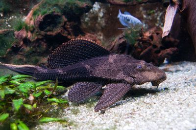 GB Plekostomus (Hypostomus plecostomus)