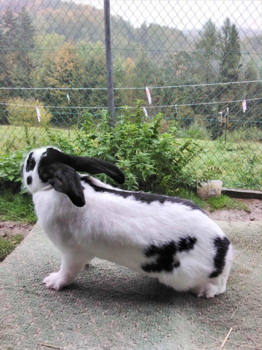 Sprzedam samce i samice Olbrzym Srokacz Czarny (OSC)