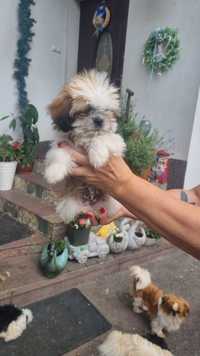 miniaturka shih tzu czeka na ciebie