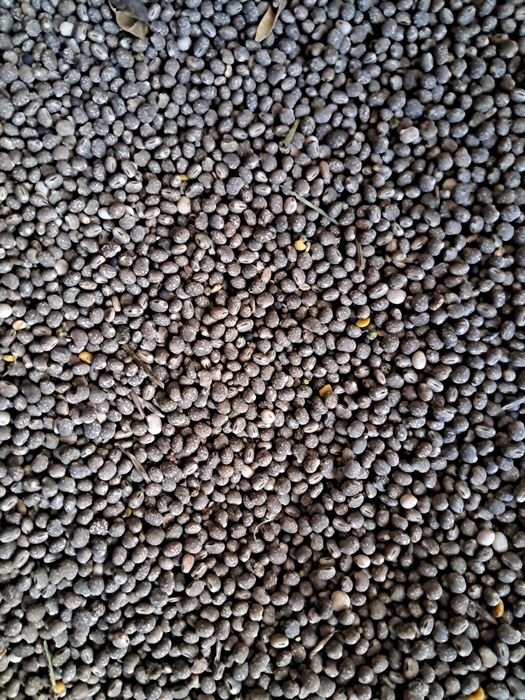 Łubin słodki.         .