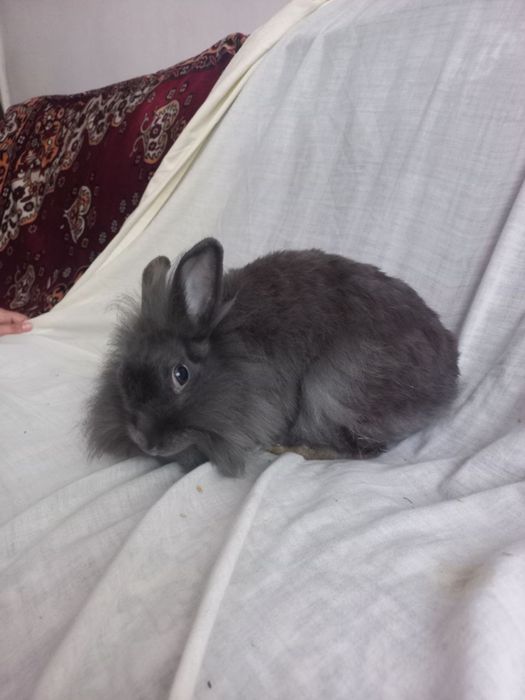 Норвезький кролик, дівчинка