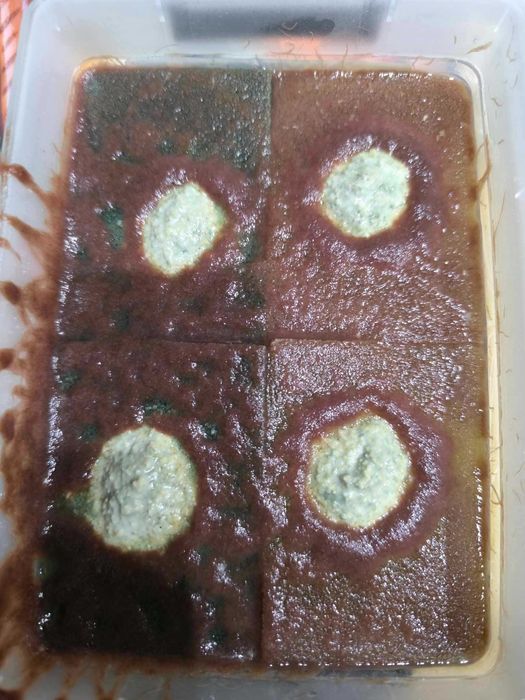 Auloforus 1x Gąbka 30.11.2025 nr 2