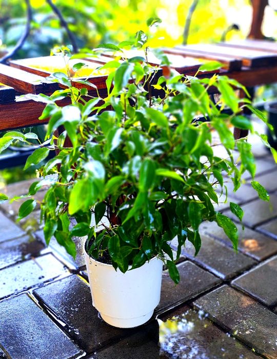 Фікуси Бенджаміну, дорослі, сортові.