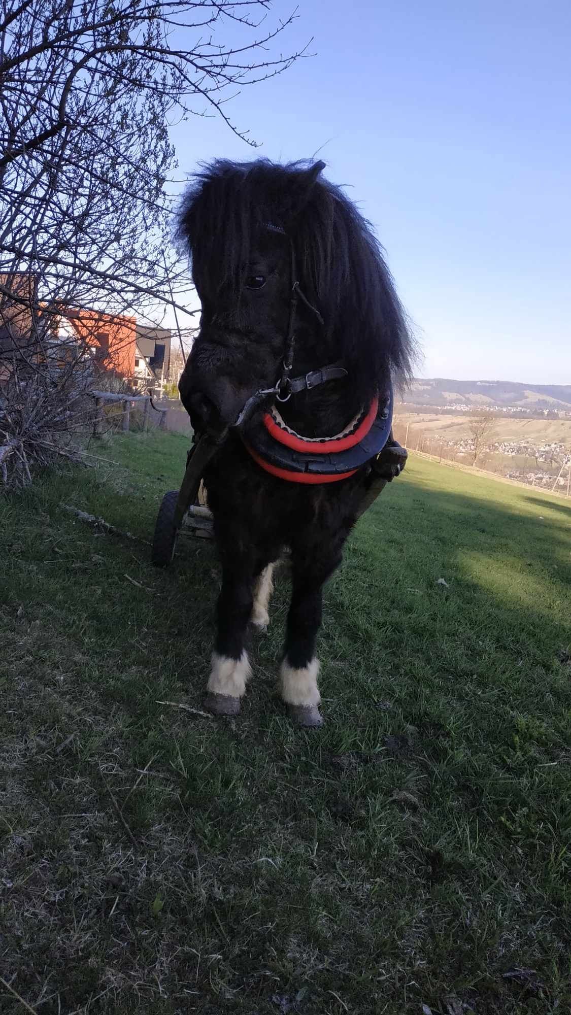 Kucyk szetlandzki , kuc szetland kary