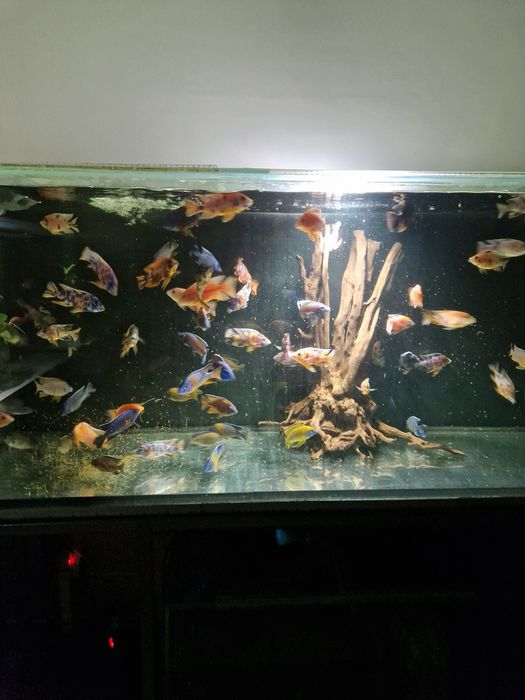 Pyszczaki Aulonacara Calico