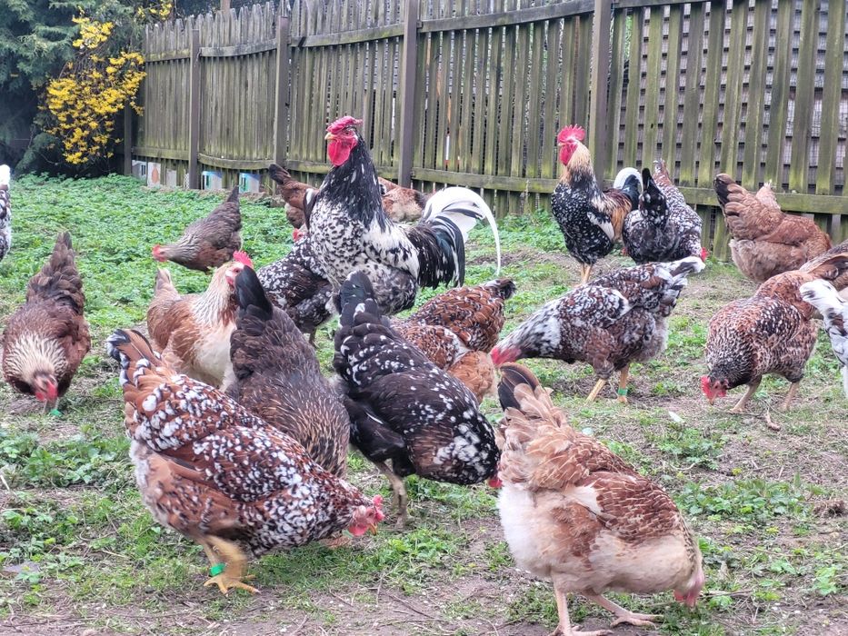 Zagrodówki, Kury Zagrodowe - Jaja lęgowe