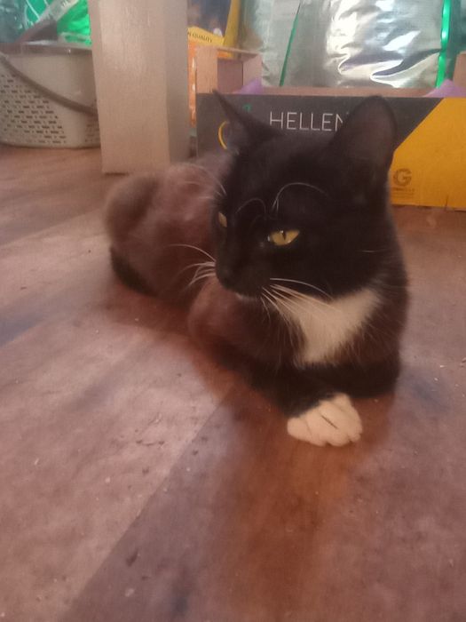 Стерилизованная кошка Катька