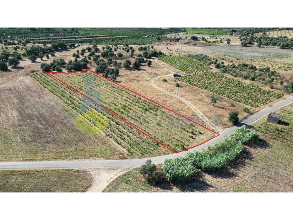 Terreno rústico para venda em Tunes com vinha