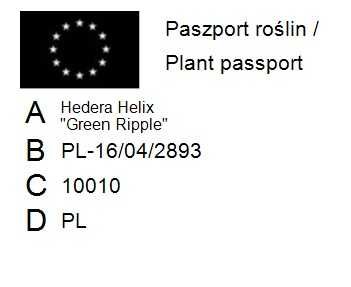 Bluszcz Pospolity 'Green Ripple' - Hedera Helix 10