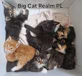 Maine Coon rodowód FPL