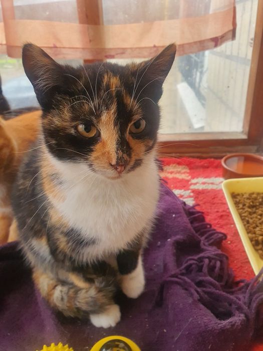 Прилаштовуємо котят в  люблячі родини